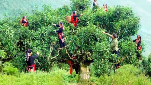 Trekking du lịch làng bản Cao Bồ - Cao Bành - Hà Giang (2 ngày 2 đêm)
